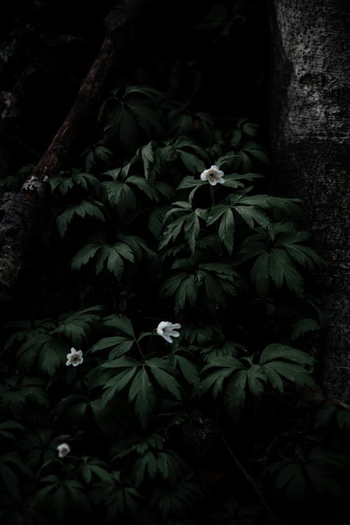 Free Wild Plants with White Flowers Stock Photo