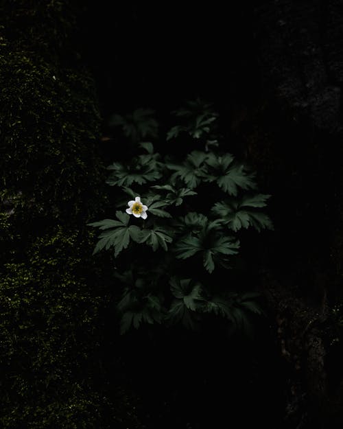 bir başına, bitki, çiçek içeren Ücretsiz stok fotoğraf