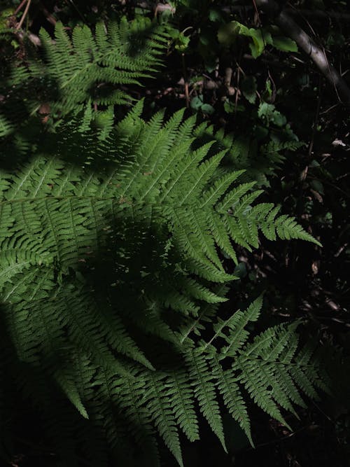 고사리 잎, 나뭇잎, 녹색의 무료 스톡 사진