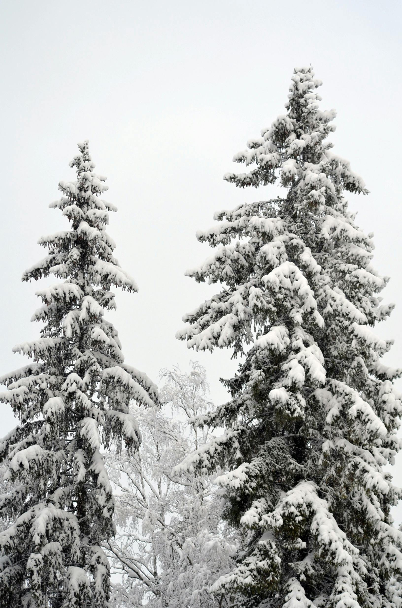 Snow Covered Pine Trees Free Stock Photo   Pexels Photo 13724660 