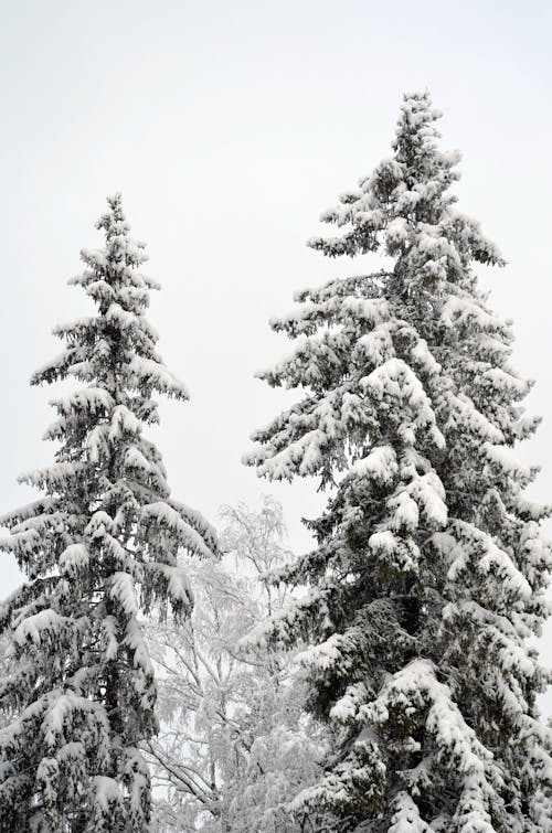 モミ, 冬, 垂直ショットの無料の写真素材
