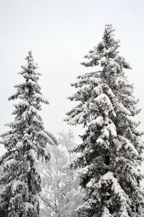 Free Tall evergreen trees covered in snow on a frosty winter day outdoors. Stock Photo