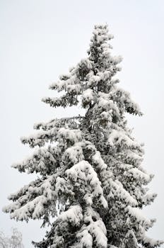 A vertical shot of a snow-covered pine tree creating a winter wonderland scene.