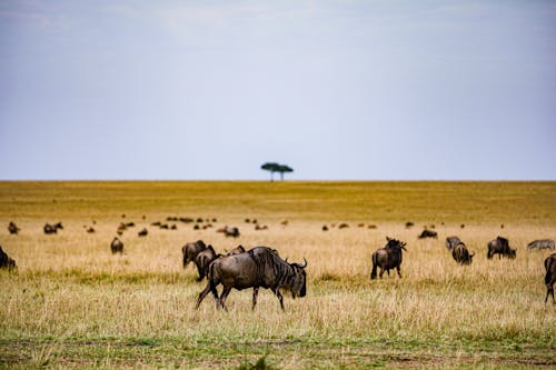 Animals on Grass Field