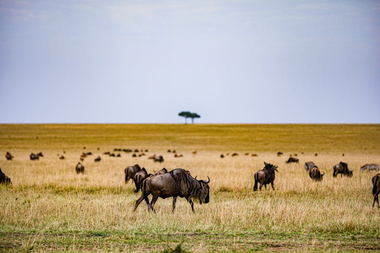 Animals On Grass Field