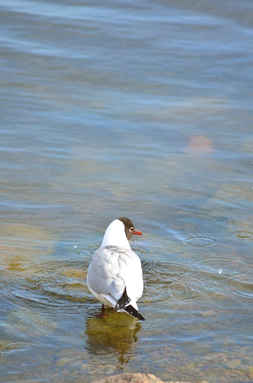 Foto profissional grátis de águas rasas, ave, ave marinha