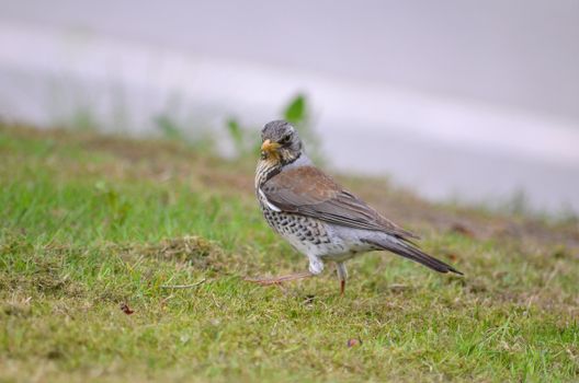 Bird on Green Grass