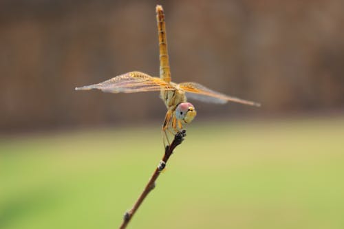 Close-up Photography of Yellow Dragonfly Perching on Brown Twig