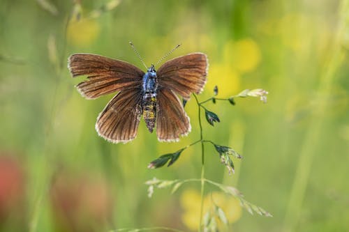 Gratis lagerfoto af insekt, insektfotografering, plante