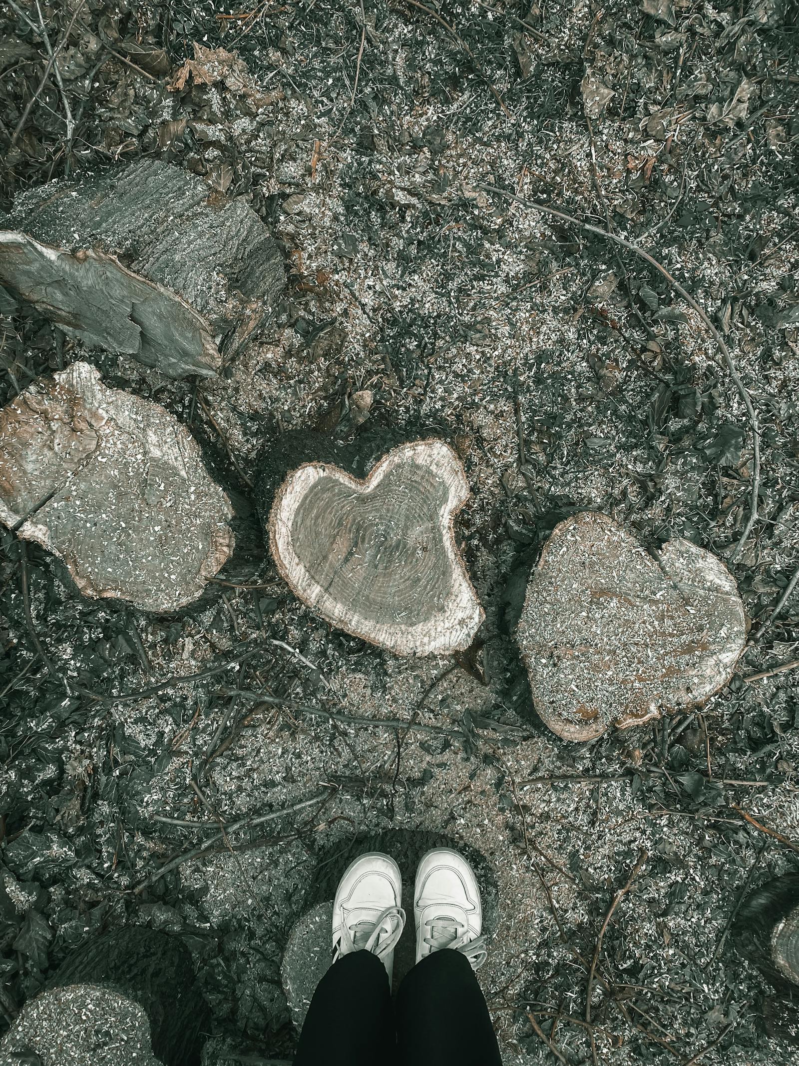 500+张最精彩的“Stump Ulcer”图片 · 100免费下载 · Pexels素材图片