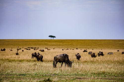 Wildebeest Herd on a Grass Field 