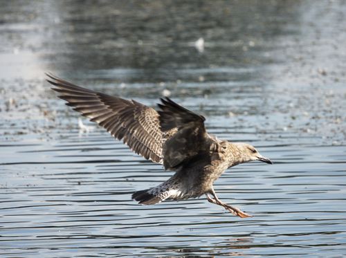Free A European herring gull (Larus argentatus) captured mid-flight above a tranquil water surface. Stock Photo