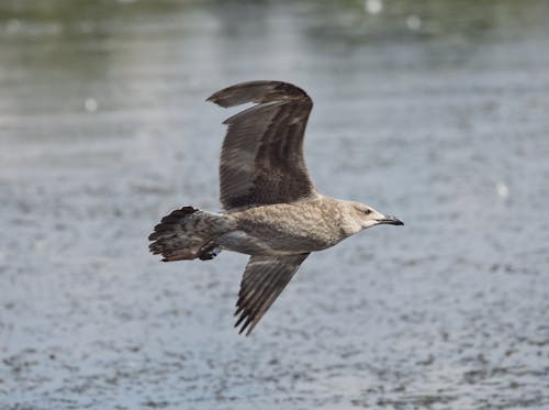 Kostenloses Stock Foto zu europäische hering möwe, fliegen, flügel