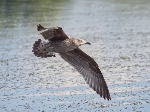 Close-up of a Flying European Herring Gull