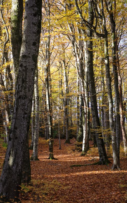 Free Serene view of an autumn forest path with golden leaves in Sandefjord, Norway. Stock Photo