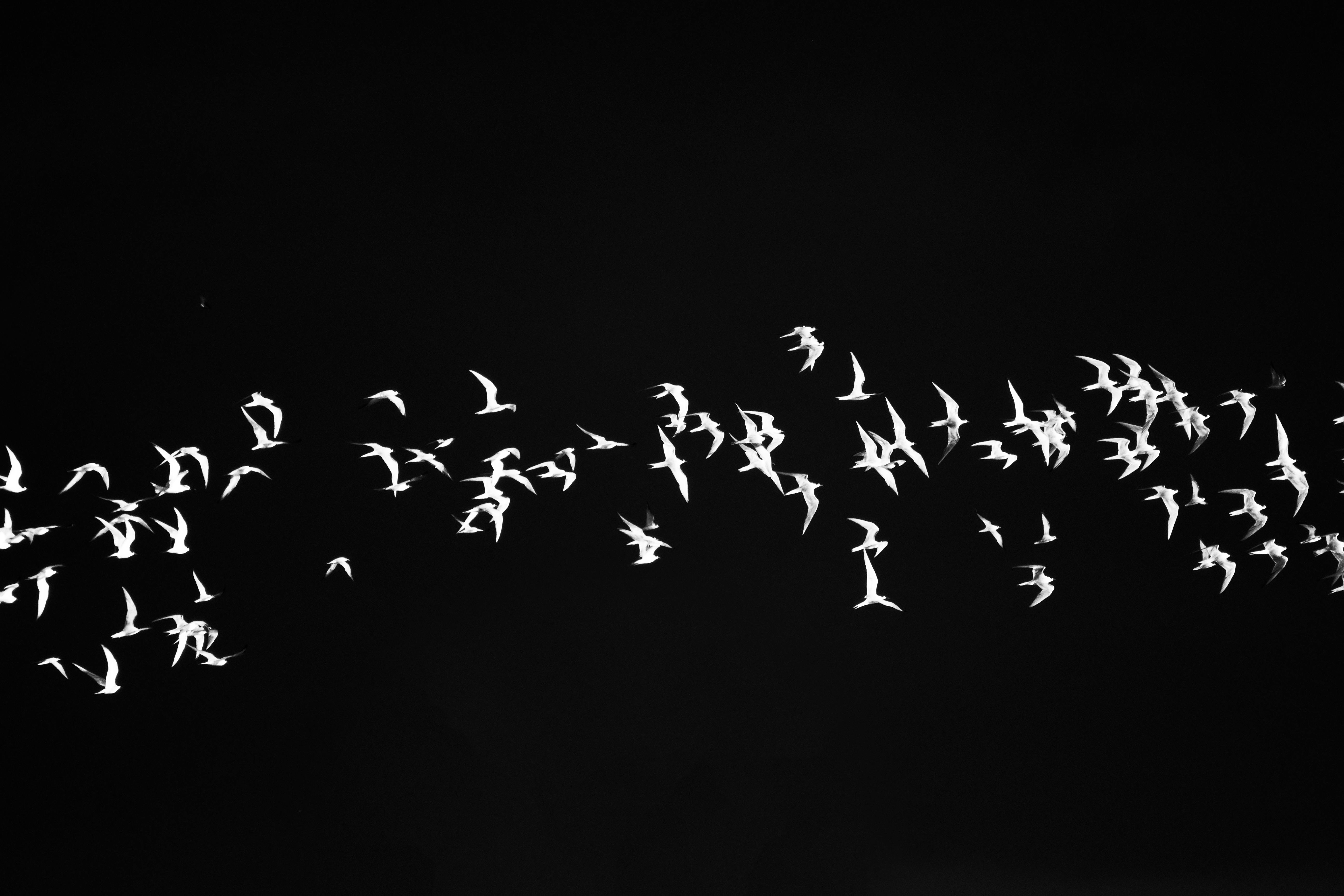 Flock of White Birds Against a Black Background · Free Stock Photo