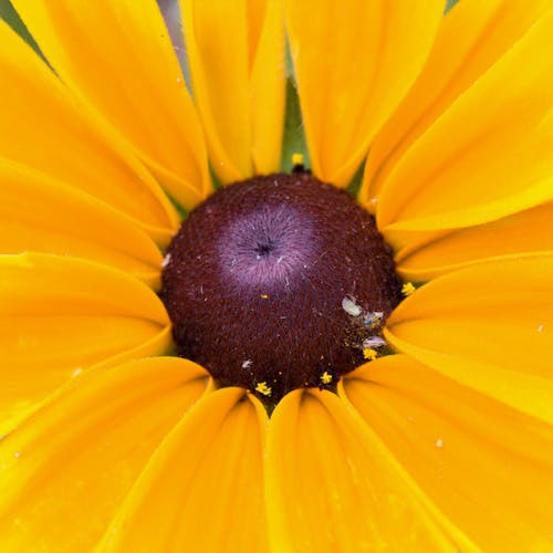 Free Black-eyed Susan in Close Up Photography Stock Photo
