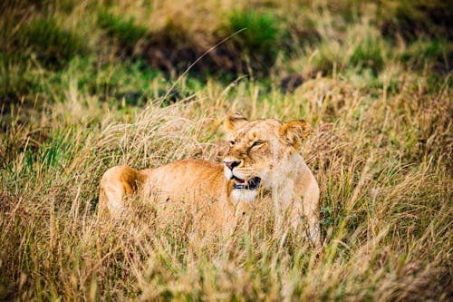 Lioness Lying on Grass