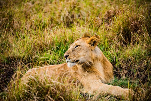 Ücretsiz aslan, büyük kedi, dişi aslan içeren Ücretsiz stok fotoğraf Stok Fotoğraflar