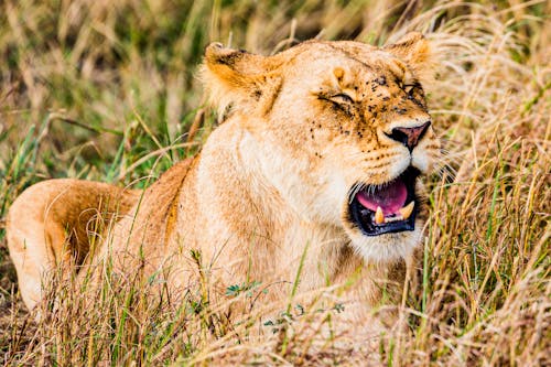 無料 ライオン, 動物の写真, 危険の無料の写真素材 写真素材
