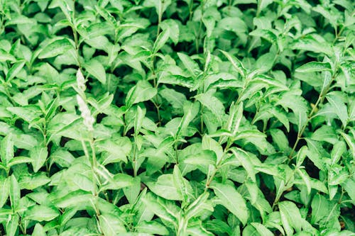 Green Leaves of Plants