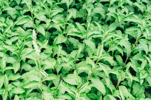 Free Close-up view of vibrant green foliage showcasing fresh, lush leaves. Stock Photo