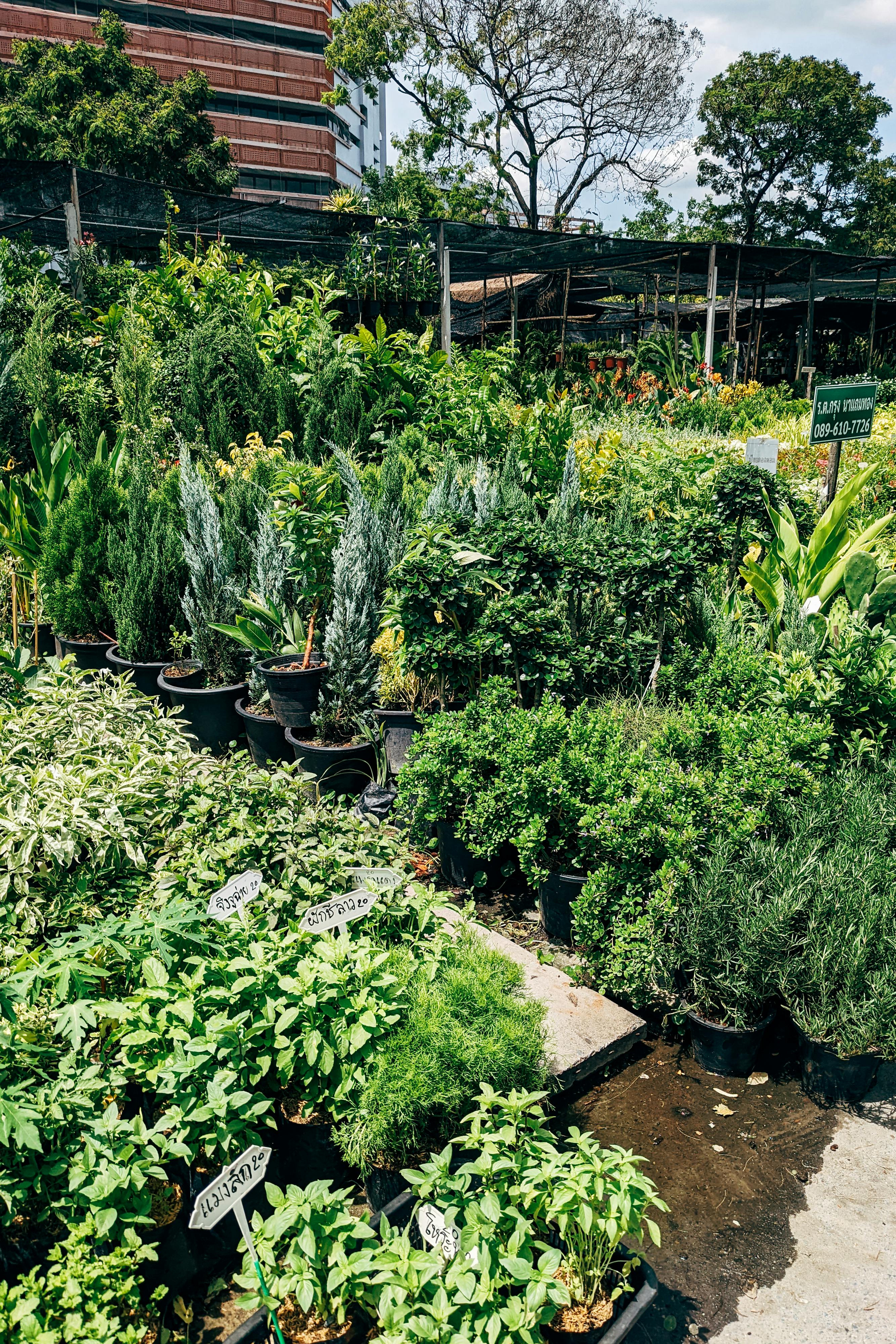 green plants on brown clay pots