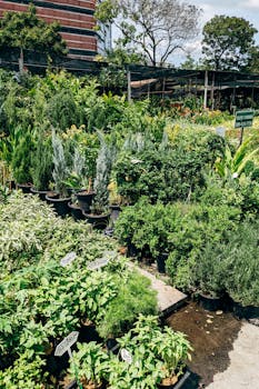 Vibrant outdoor plant nursery featuring various shrubs and trees in pots.