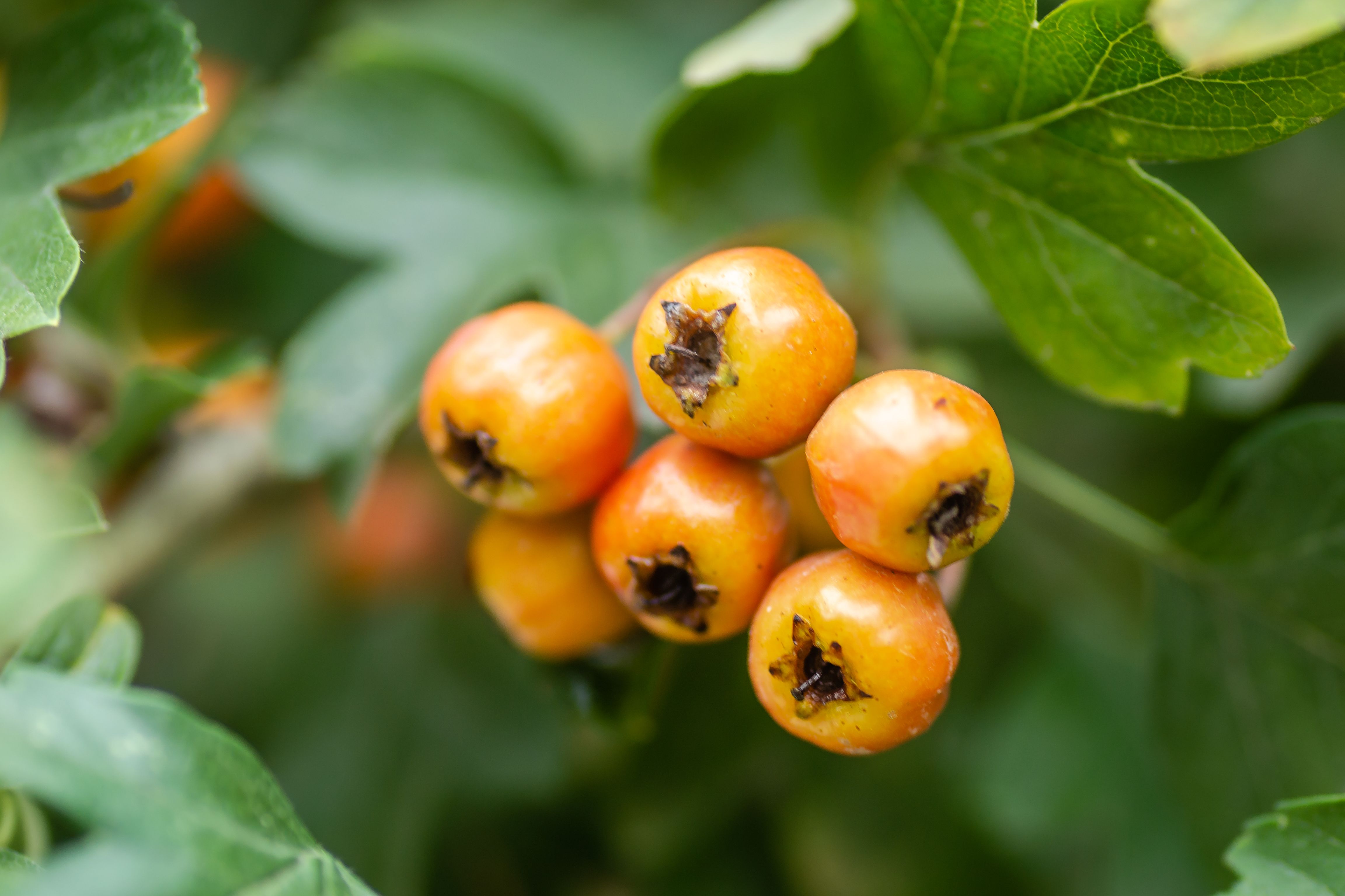 Unripe fruits on a Crataegus tree in summer. 12 Photos & Videos ...
