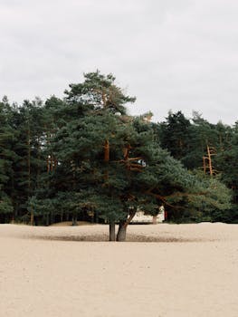 Solitary pine tree in a sandy outdoor setting surrounded by forest.
