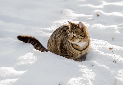 Photo of a Tabby Cat on White Snow