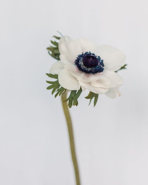 Close-Up Photo of a White Poppy Anemone