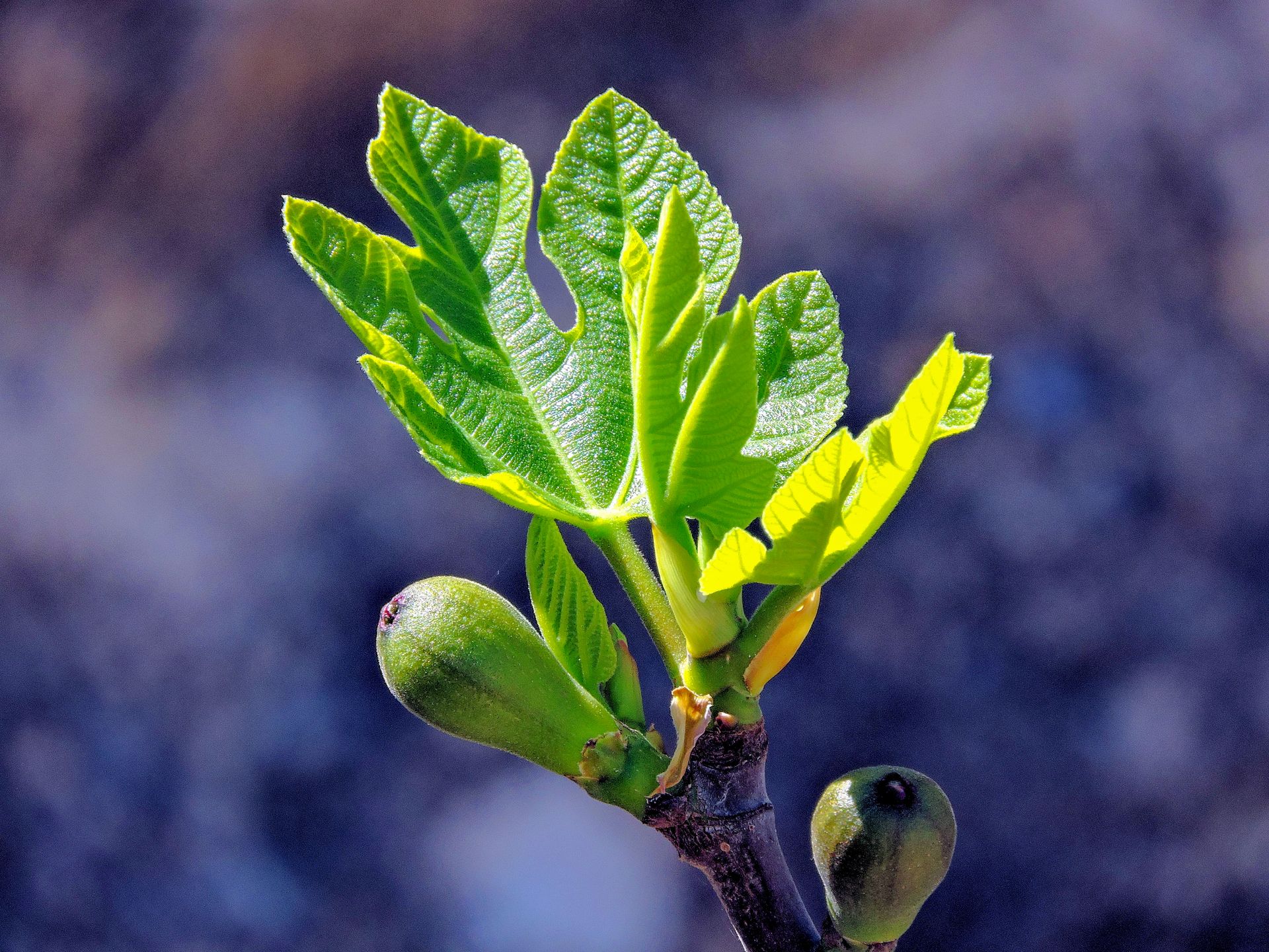 Close-up of fresh green fig leaves and small fruits symbolizing new growth in spring.