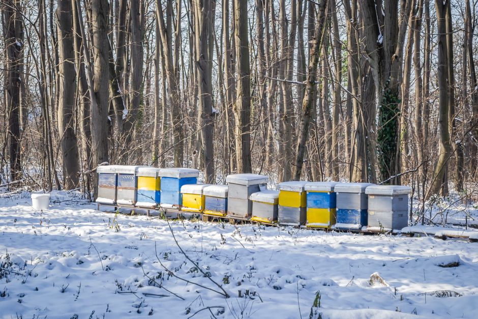 Beehives resting under snow in a quiet winter forest