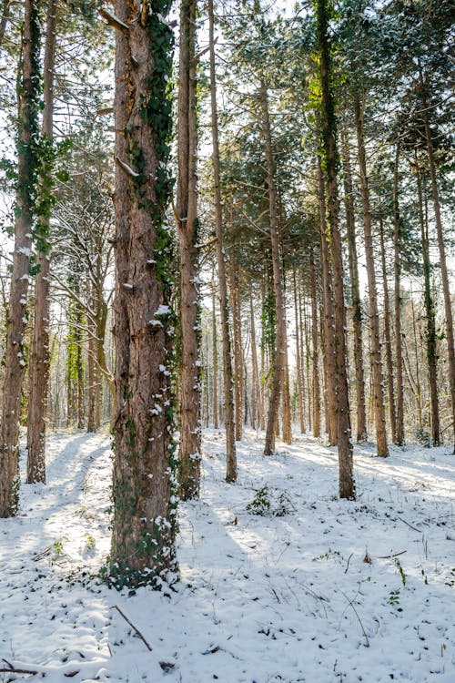 Безкоштовне стокове фото на тему «дерева, застуда, зима» стокове фото