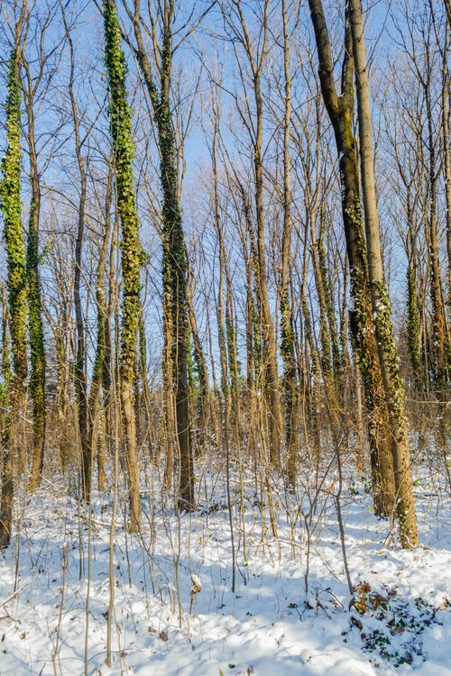 Free Serene winter forest scene in Novi Sad, Serbia, with snow-covered ground and bare trees. Stock Photo