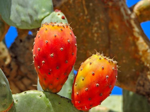 Red and Orange Prickly Cactus Fruit