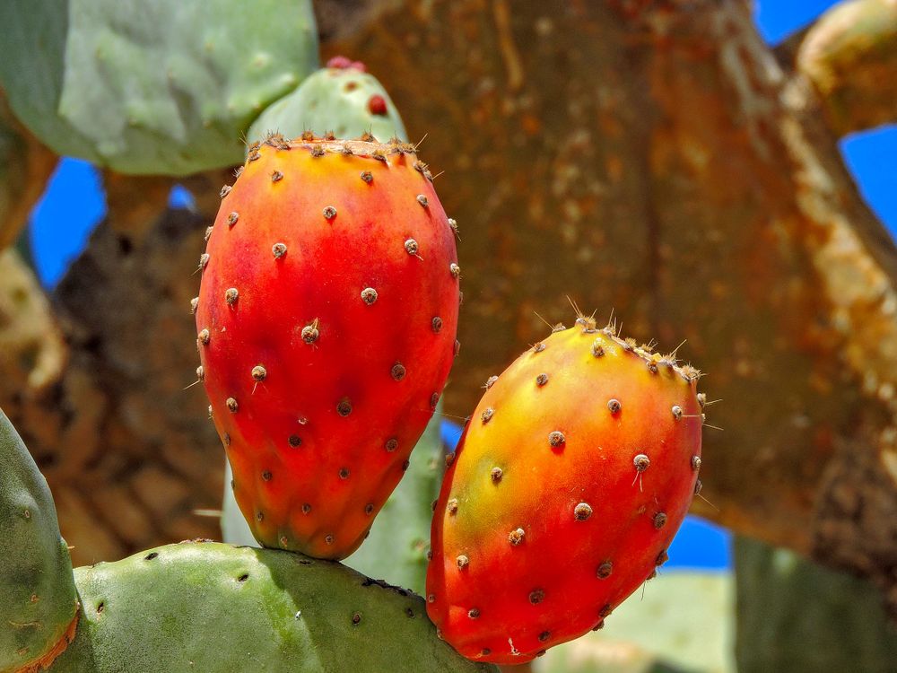 variegated gymnocalycium Premium Variegated Gymnocalcyium Mihanovichii Hybrid