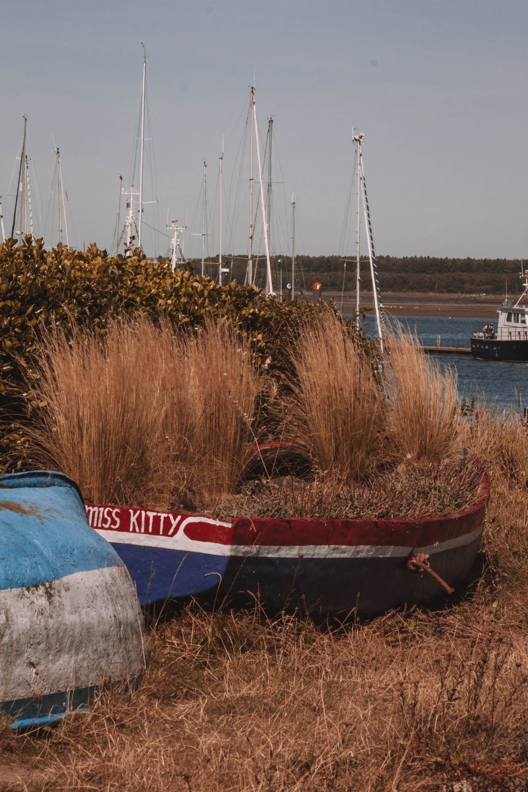 Vintage boat surrounded by overgrown reeds on a tranquil lake shore on a sunny day.