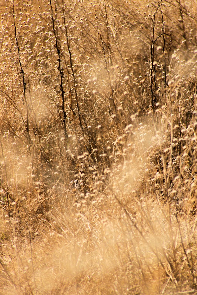 Thick Dry Grass In Field