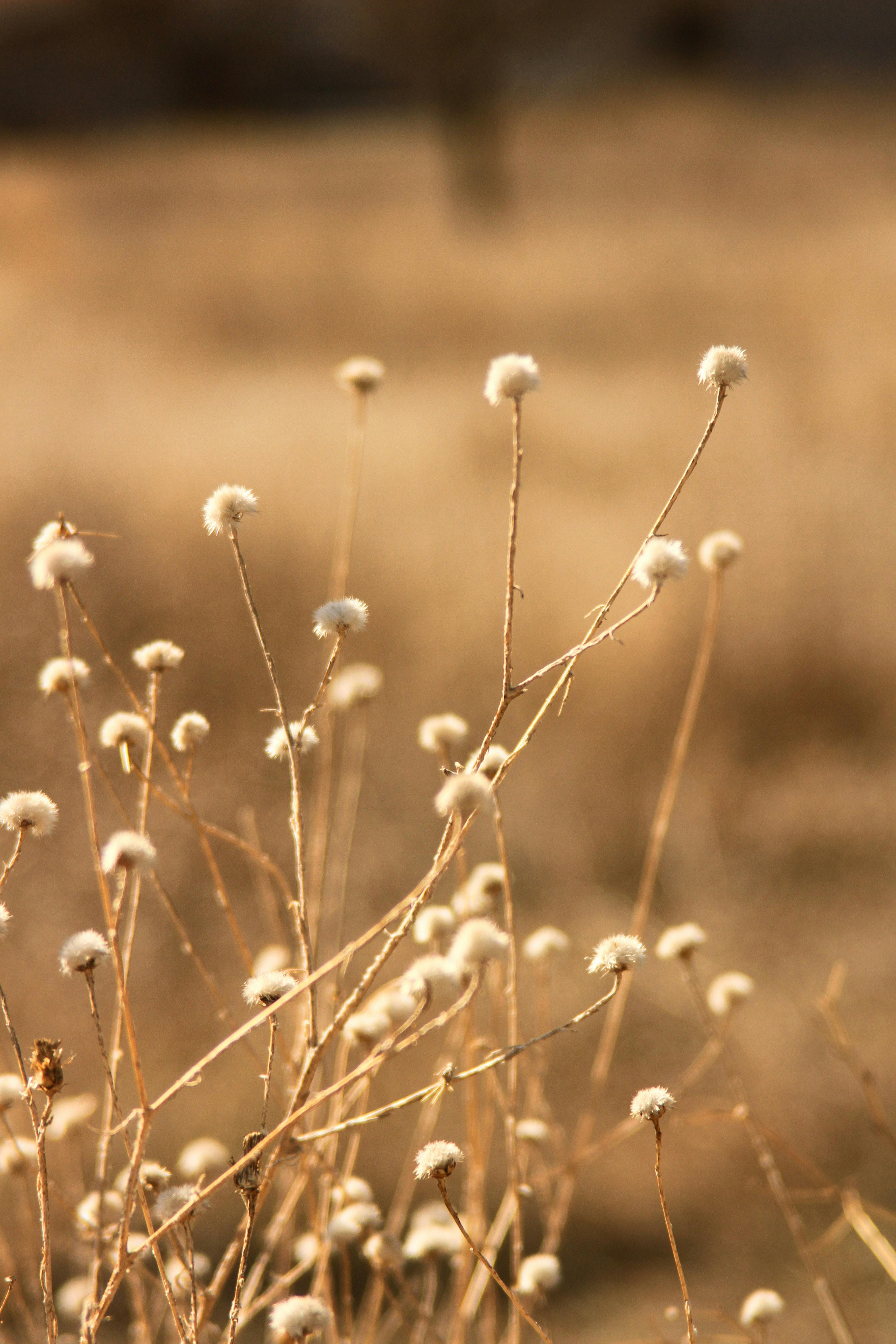 Elegant capture of Syngonanthus nitens in a serene fieldscape at golden hour.
