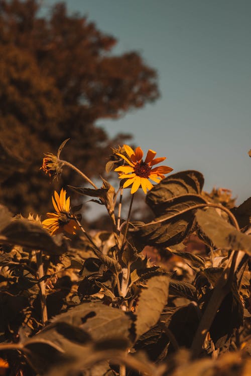 Blossoming Yellow Flower