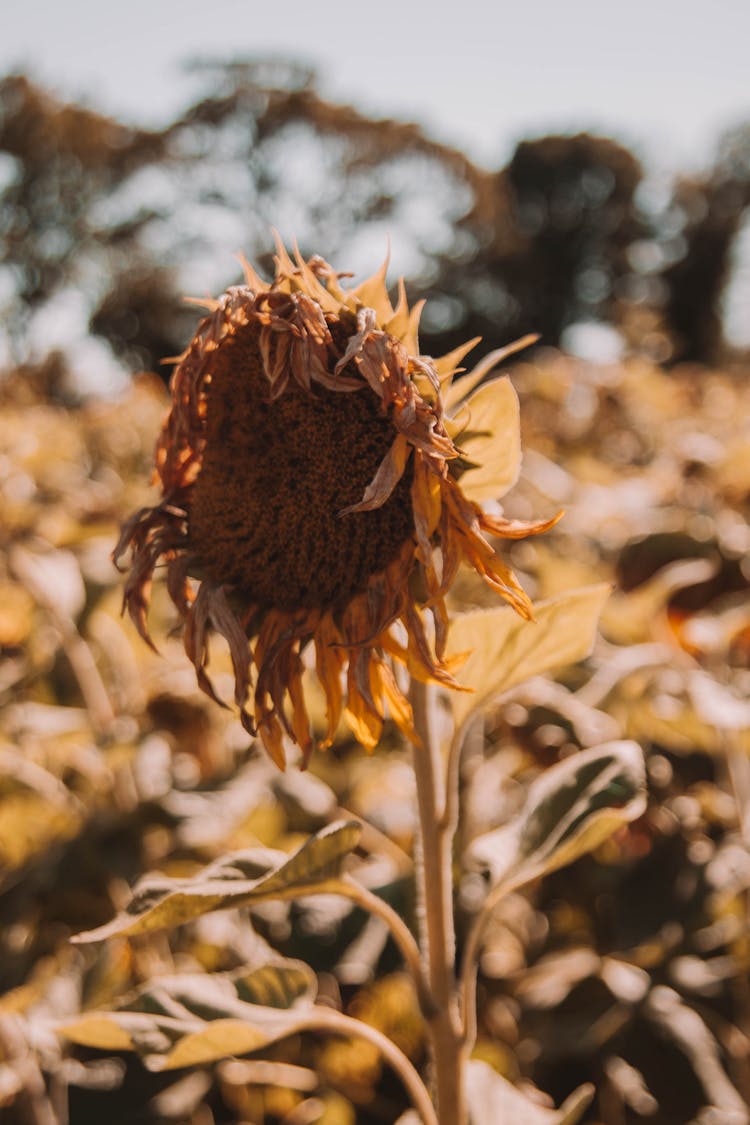 Photo Of A Wilted Sunflower