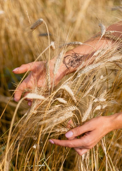Close-up of Woman Putting Her Hands Around a Bunch of Wheat 