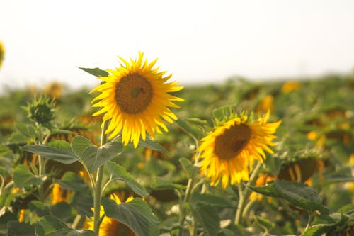 Free Photograph of a Sunflower Field Stock Photo