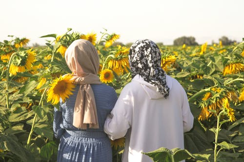 Kostenloses Stock Foto zu blühen, blumen, blüte