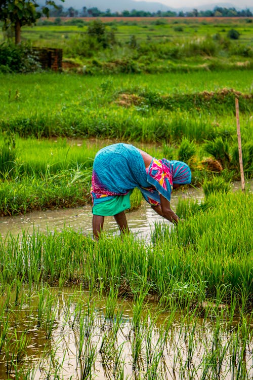 Photo of a Woman Bending and Picking the Grass