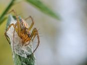 Close-up macro image of a striped lynx spider on a green leaf with web strands visible.