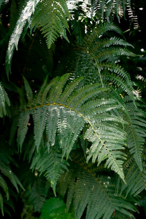 Gratis lagerfoto af bregne plante, bregneblade, lodret skud