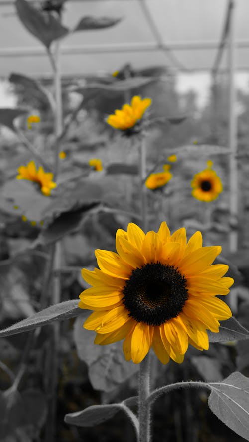 Gratis stockfoto met geel, veld zonnebloemen